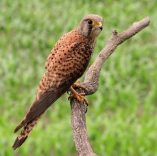 KESTREL       female  HUNGARY.jpg