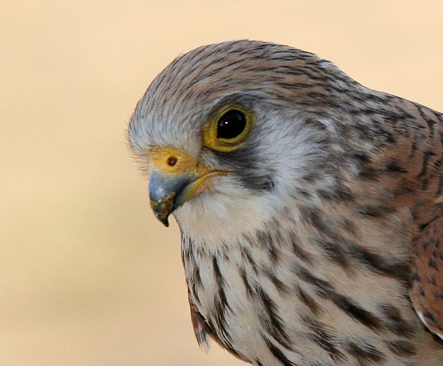 KESTREL      LESSER  female  SPAIN.jpg