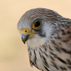 KESTREL      LESSER  female  SPAIN.jpg
