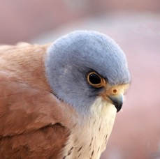 KESTREL    LESSER    male   SPAIN.JPG
