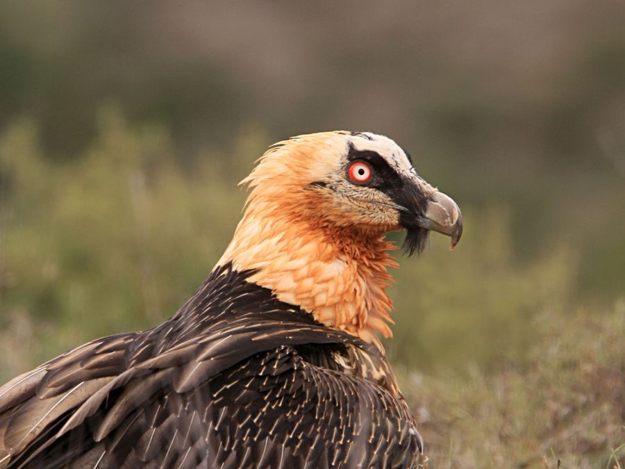 LAMMERGEIER on Ground  SPAIN.jpg