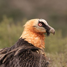 LAMMERGEIER on Ground  SPAIN.jpg