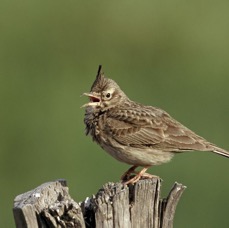 LARK...     CRESTED..     singing SPAIN.JPG
