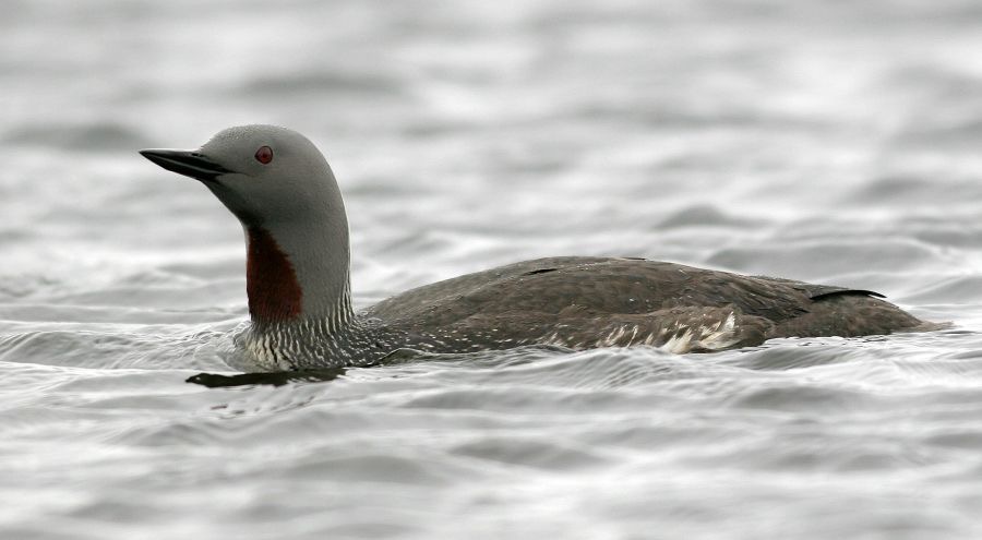 LOON (DIVER) RED THROATED  ICELAND.JPG
