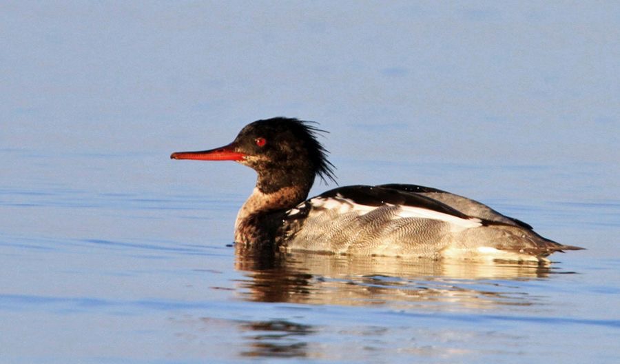 MERGANSER    RED BREASTED  FINLAND.jpg