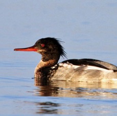 MERGANSER    RED BREASTED  FINLAND.jpg