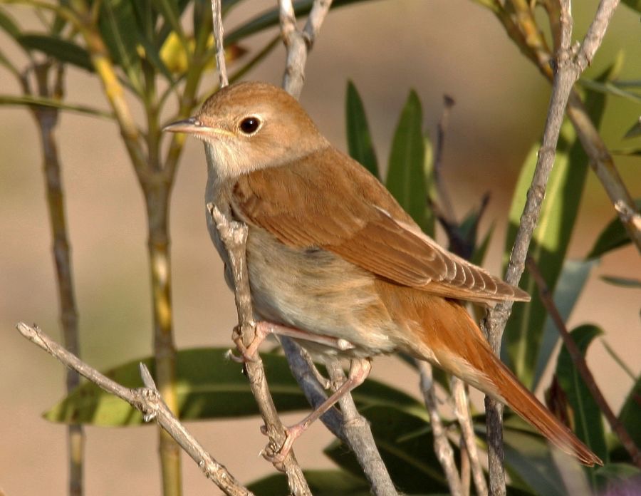 NIGHTINGALE    LESVOS.jpg