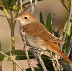 NIGHTINGALE    LESVOS.jpg