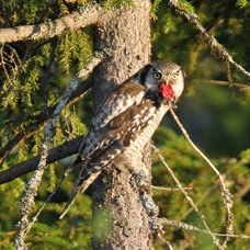 OWL               HAWK     FINLAND.jpg
