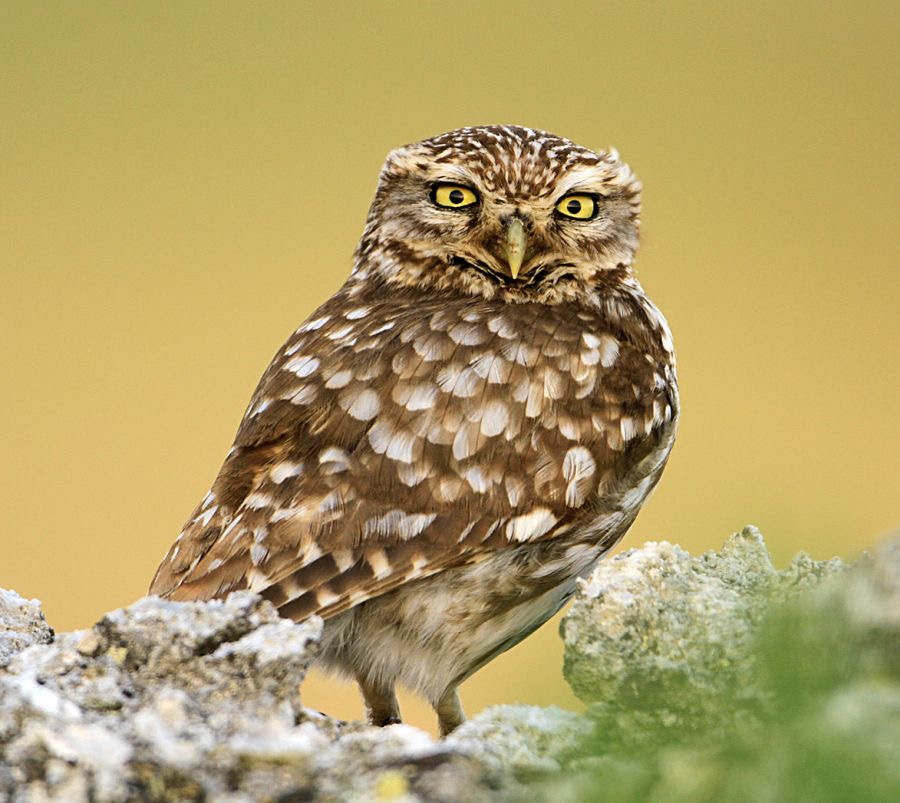 OWL               LITTLE   SPAIN.jpg