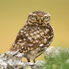 OWL               LITTLE   SPAIN.jpg