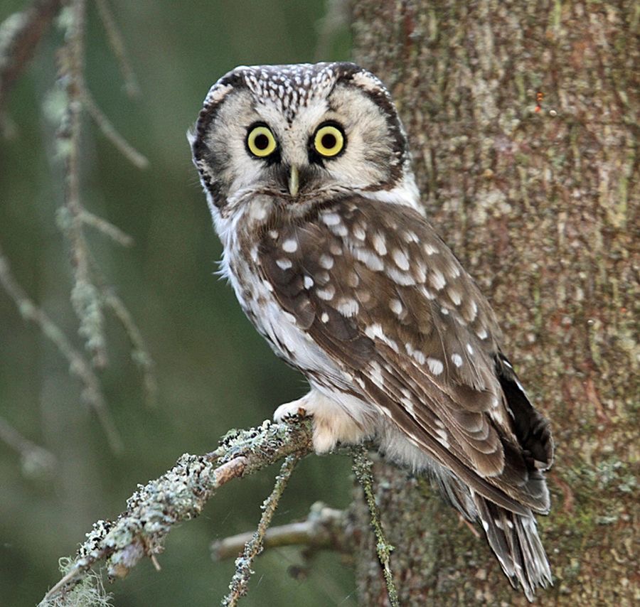 OWL.  TENGMALMS  FINLAND.jpg
