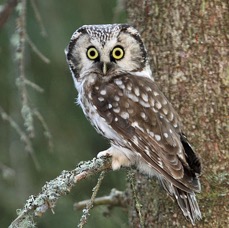 OWL.  TENGMALMS  FINLAND.jpg