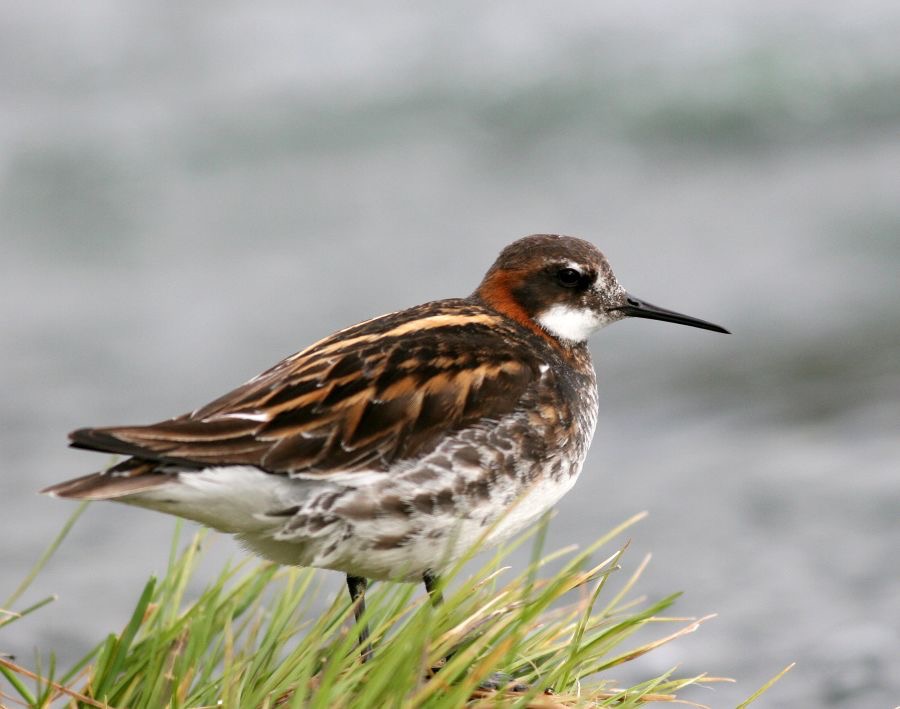 PHALAROPE    RED NECKED     male ICELAND.JPG