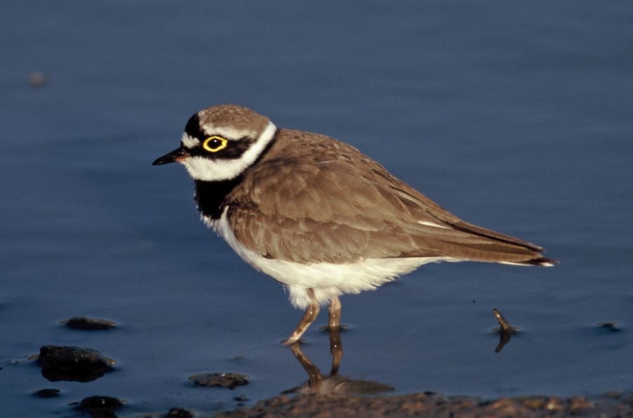 PLOVER.       LITTLE RINGED    LESVOS.JPG