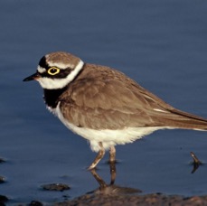 PLOVER.       LITTLE RINGED    LESVOS.JPG