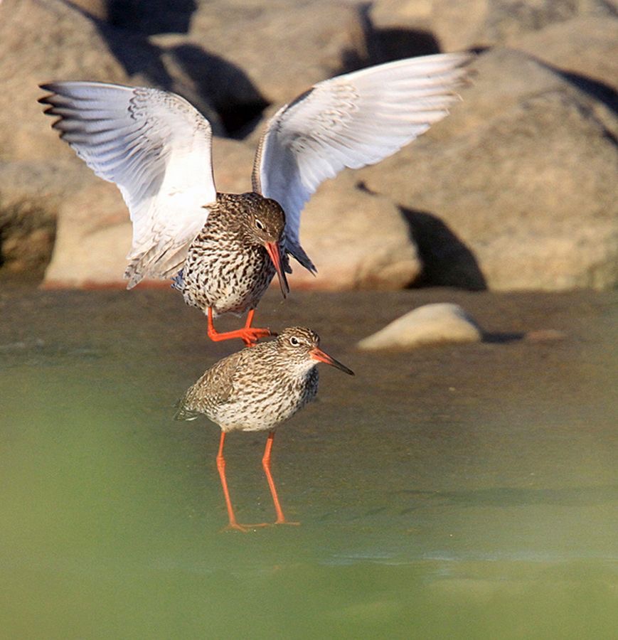 REDSHANKS COMMON   FINLAND.jpg