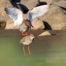 REDSHANKS COMMON   FINLAND.jpg