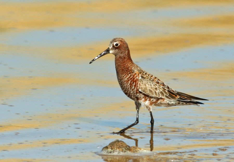 SANDPIPER..   CURLEW     LESVOS.jpg