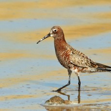 SANDPIPER..   CURLEW     LESVOS.jpg