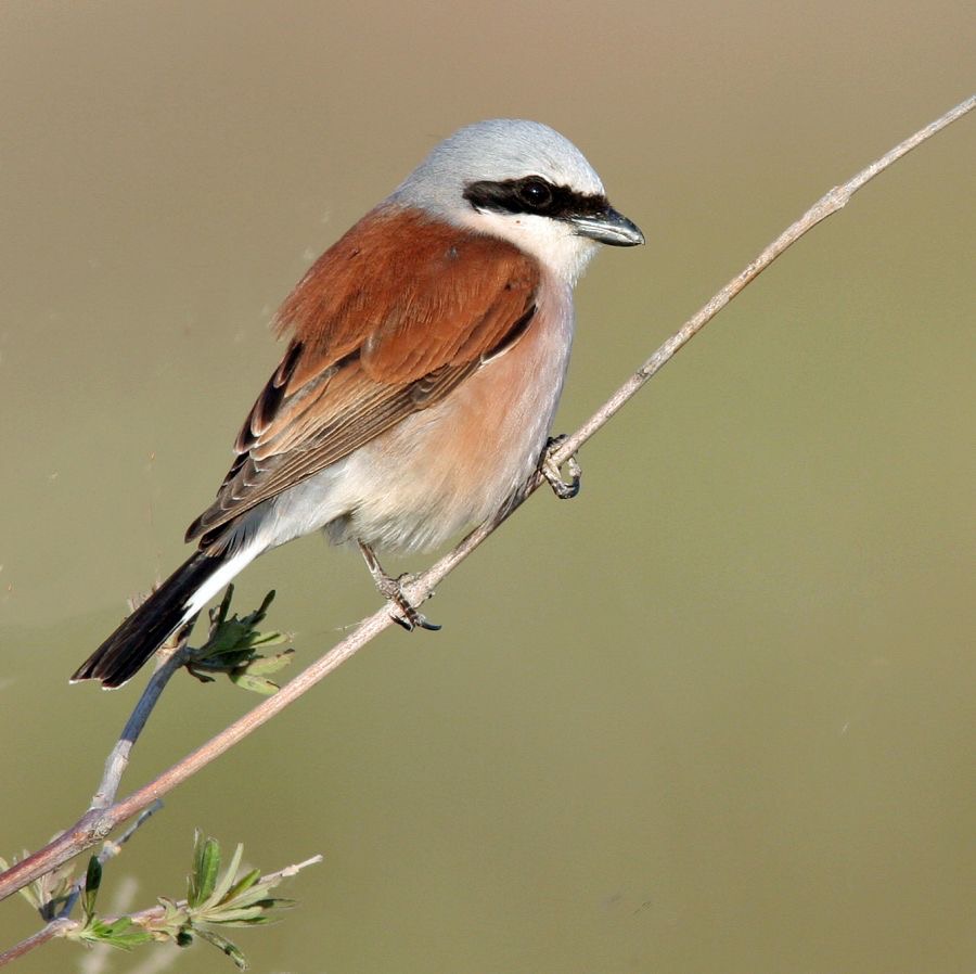 SHRIKE                 RED   BACKED    male LESVOS.jpg