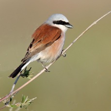 SHRIKE                 RED   BACKED    male LESVOS.jpg