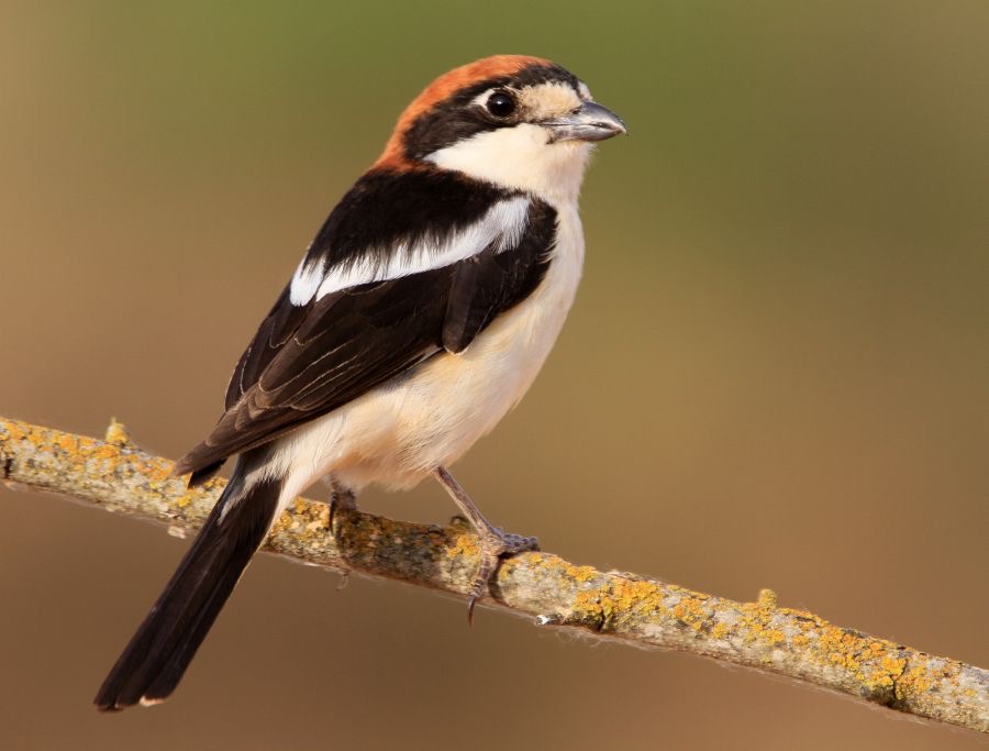 SHRIKE    WOODCHAT  SPAIN.JPG