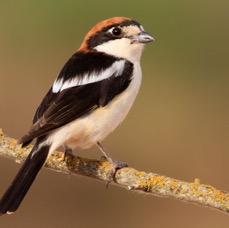SHRIKE    WOODCHAT  SPAIN.JPG