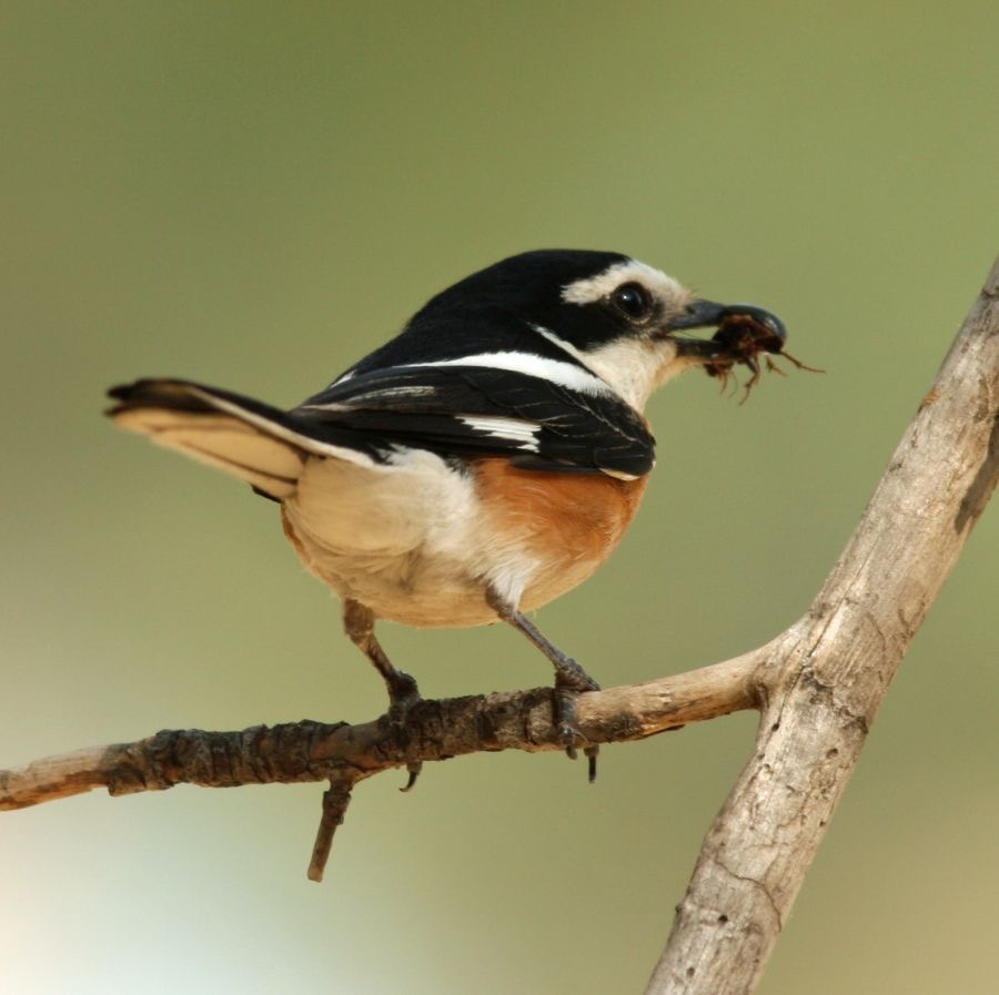 SHRIKE.      MASKED    LESVOS.jpg