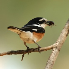 SHRIKE.      MASKED    LESVOS.jpg