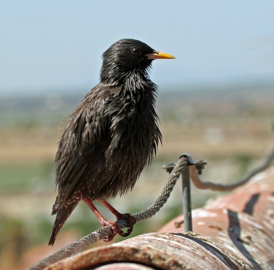 STARLING  SPOTLESS  SPAIN.jpg