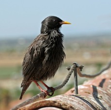 STARLING  SPOTLESS  SPAIN.jpg