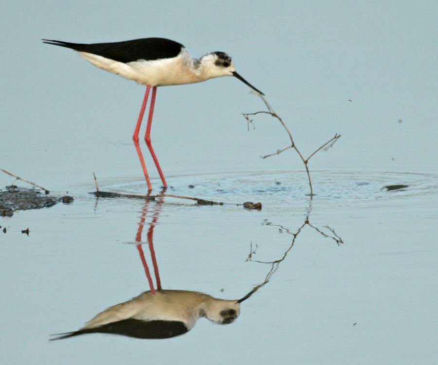STILT...         BLACK WINGED   LESVOS.jpg