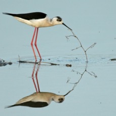 STILT...         BLACK WINGED   LESVOS.jpg