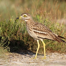 STONE -CURLEW  SPAIN.jpg