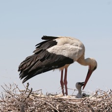 STORK   WHITE   SPAIN.jpg
