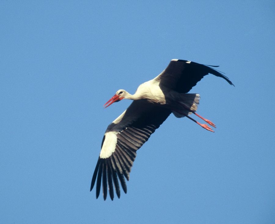 STORK .  WHITE   flying        SPAIN.JPG