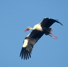 STORK .  WHITE   flying        SPAIN.JPG