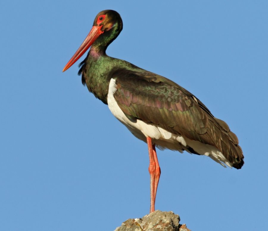 STORK...         BLACK...   LESVOS.jpg