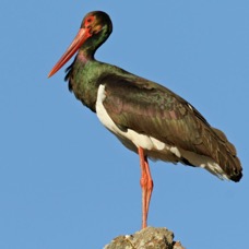 STORK...         BLACK...   LESVOS.jpg