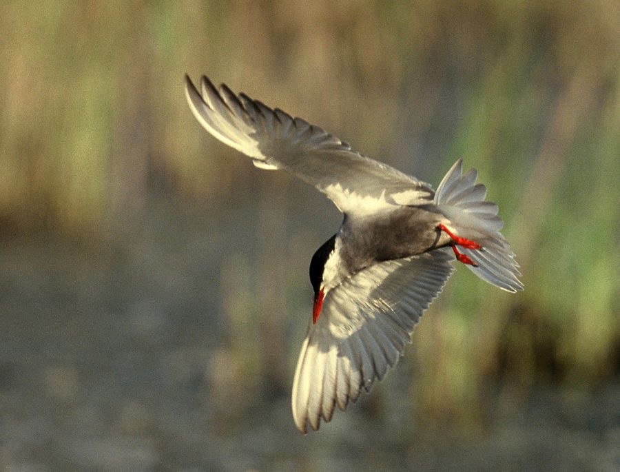 TERN...      WHISKERED. diving  LESVOS.JPG