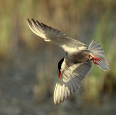 TERN...      WHISKERED. diving  LESVOS.JPG