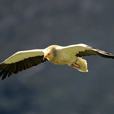 VULTURE         EGYPTIAN.       Flying SPAIN.jpg