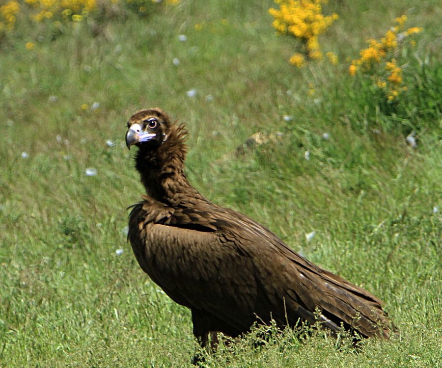 VULTURE,     BLACK     SPAIN.jpg
