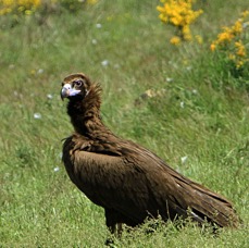 VULTURE,     BLACK     SPAIN.jpg