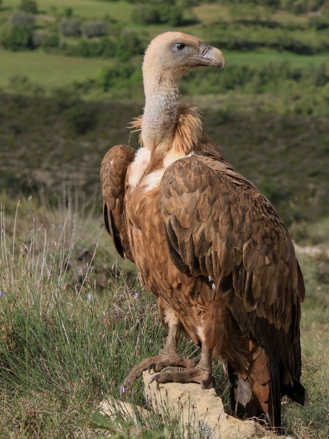 VULTURE,     GRIFFON    SPAIN.jpg