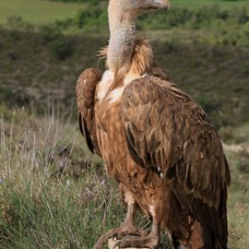 VULTURE,     GRIFFON    SPAIN.jpg