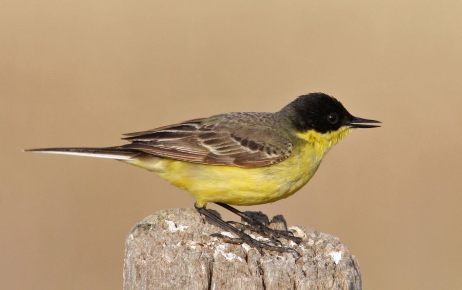 WAGTAIL.  YELLOW    feldegg  LESVOS.jpg