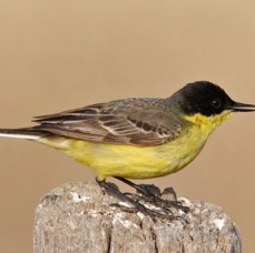 WAGTAIL.  YELLOW    feldegg  LESVOS.jpg