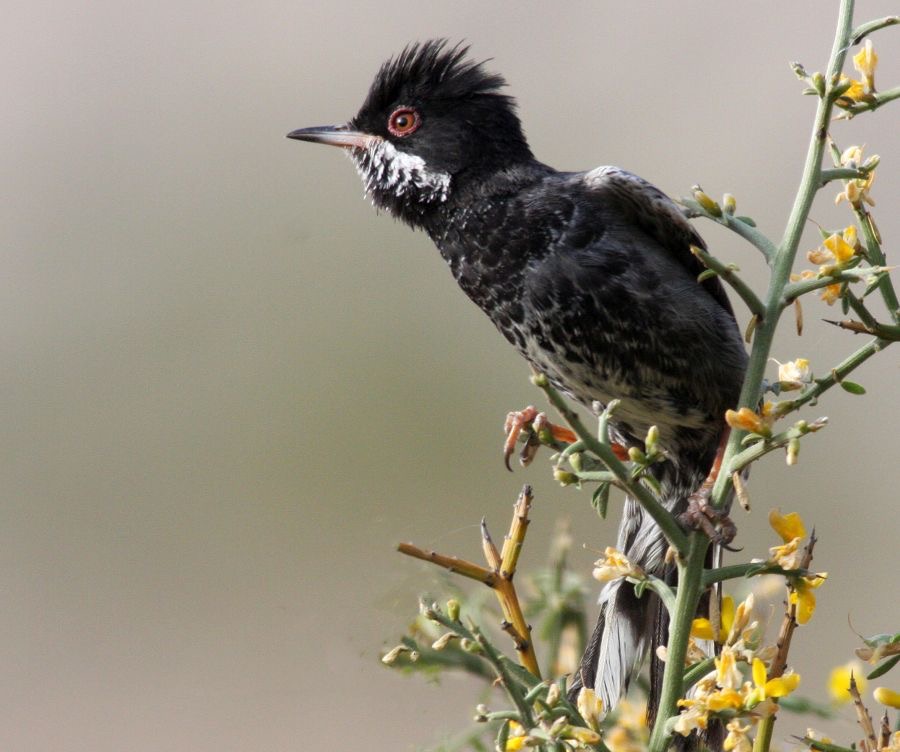 WARBLER  CYPRUS  male  CYPRUS.JPG